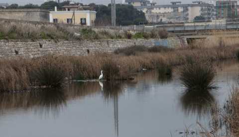 Laghetti, uccelli e natura selvaggia: a Bari c'è il sorprendente Canalone di Japigia